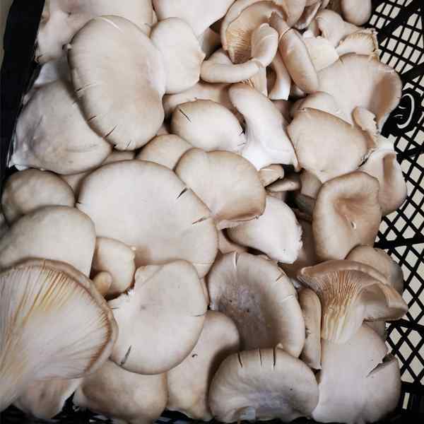 OYSTER FRESH MUSHROOMS 1.5kg NOM