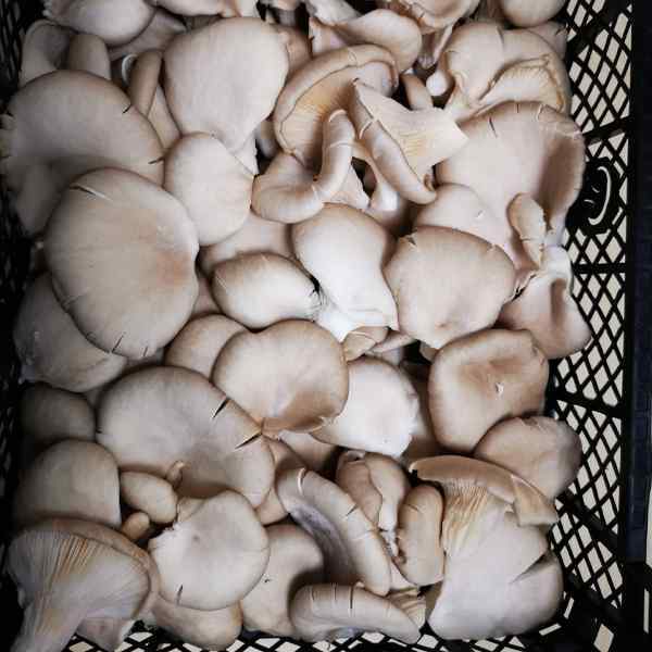 OYSTER FRESH MUSHROOMS 1.5kg NOM