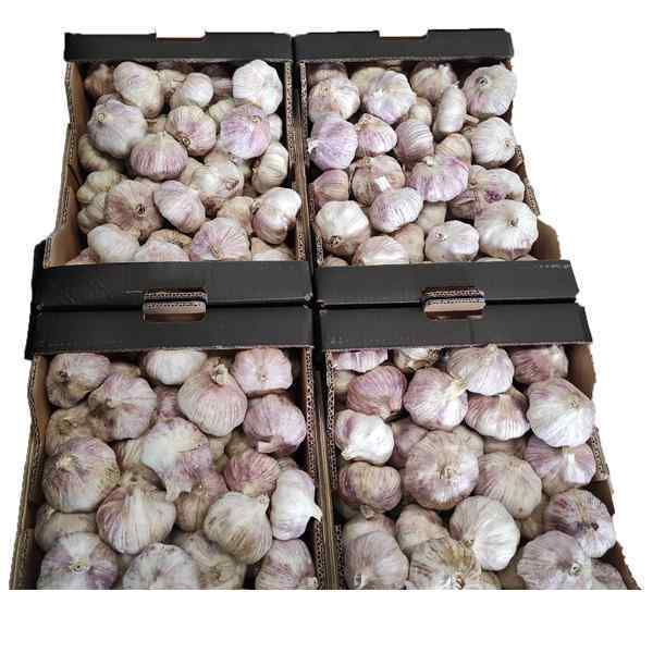 FRESH GARLIC ( LOOSE ) 7.5kg