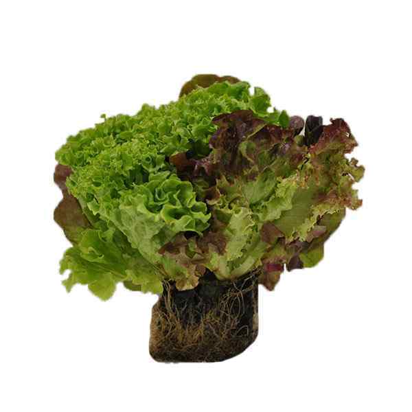 FRESH MIX LETTUCE ICEBERG 10`s