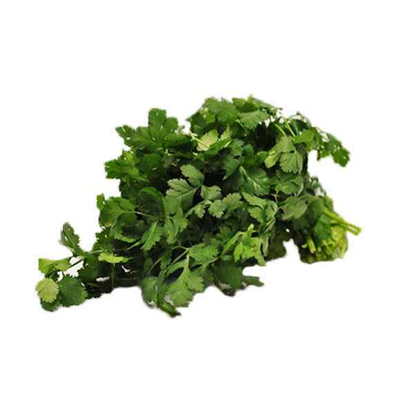 FRESH CORIANDER 20 BUNCH (BOX)