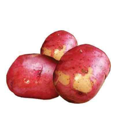 FRESH RED POTATOES LRG 20 kg