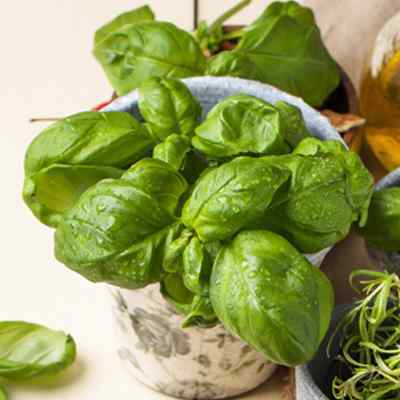 FRESH  SWEET BASIL BUNCH 1x50g