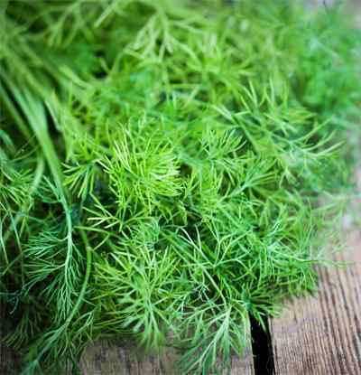 FRESH  DILL BUNCH